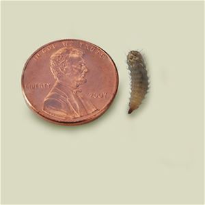 BSF (Black Soldier Fly) Larvae - Small