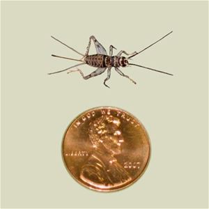 crickets for sale live crickets three eighths inch Ghann.com image