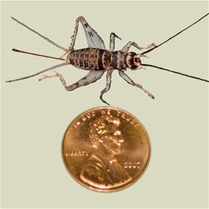 crickets for sale live crickets five eighths inch Ghann.com image