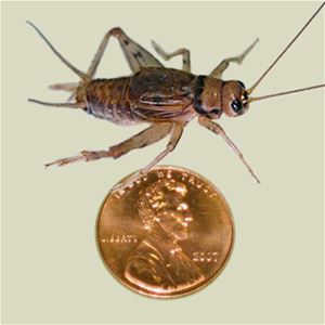 crickets for sale adult live crickets one inch Ghann.com image