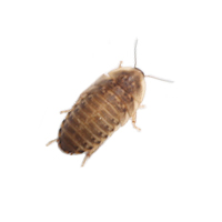 Blaptica Dubia Roaches - SMALL