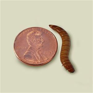 Mealworms - Giant 