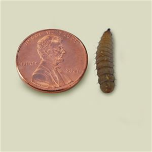 BSF (Black Soldier Fly) Larvae - Medium