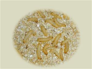 Wax Worms - Large 